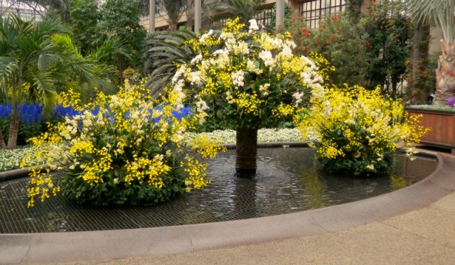 Longwood Gardens orchid display