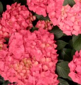 Hydrangeas