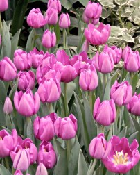 Longwood Gardens tulip