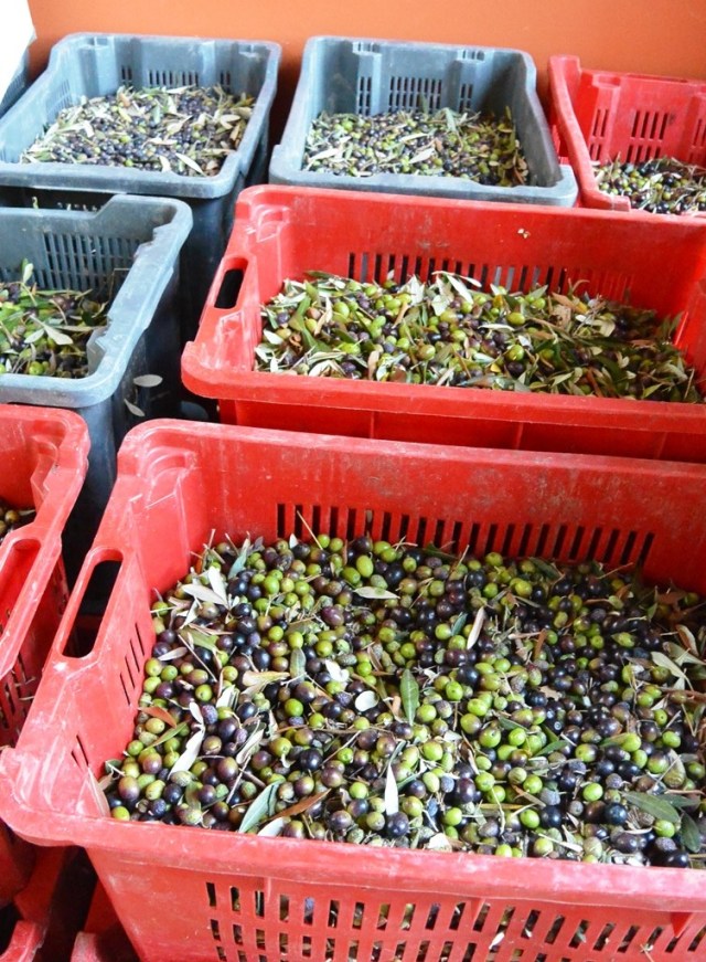 mauriziosolivesbins.jpg